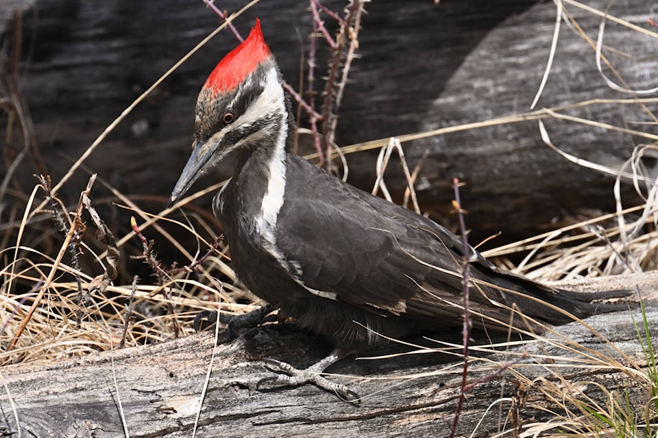 32269625_web1_230331-SAA-C-Nature-Watch-John-Woods-woodpecker_1