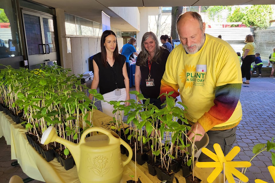 Retired Okanagan College instructor Lloyd Davies (right) gives sunflowers to Amanda Langhorn (left) and Kara Kazimer from Okanagan College at Plant A Seed Day Wednesday, May 10, at OC Vernon. (Roger Knox - Morning Star)