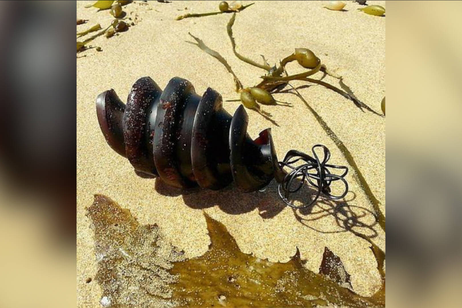 Shark Eggs