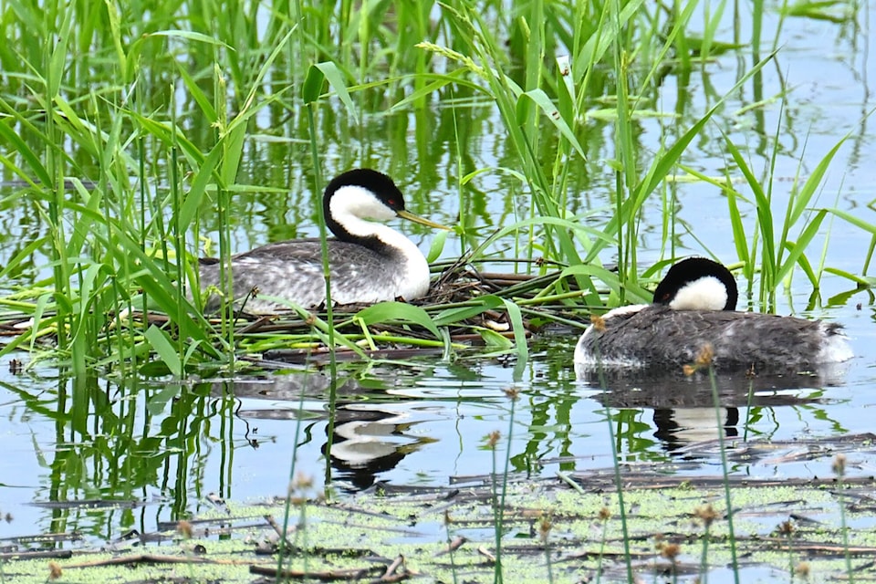 32955294_web1_230609-grebes-John-G-Woods