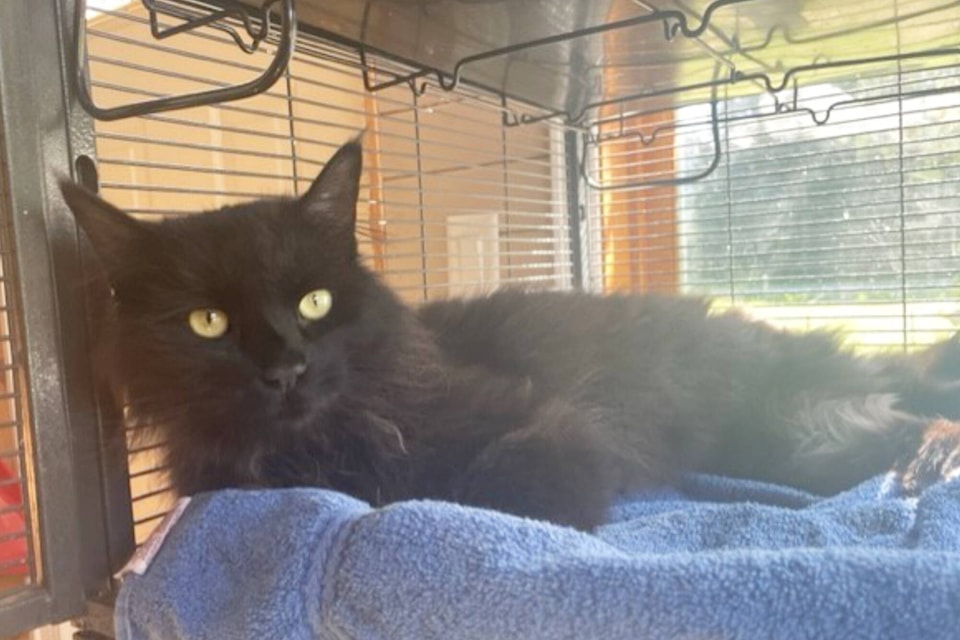 Toby the cat was rescued by Shuswap Paws and is expected to make a full recovery and be available for adoption soon. (Shuswap Paws-Siobhan Rich photo)