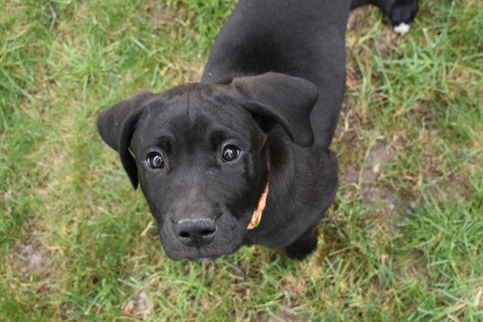 Spca 2024 labrador puppies
