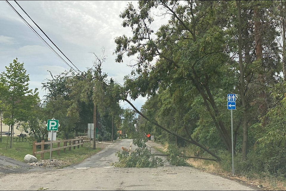 A tree broke and fell into the intersection of Okanagan Centre Road West and Fifth Street in Lake Country because of heavy winds that occurred throughout the Central Okanagan Monday night into Tuesday morning. (Jordy Cunningham/Capital News)