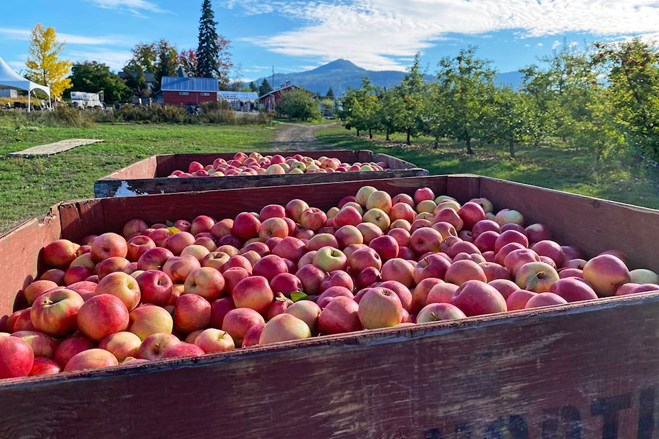 33420863_web1_210929-SAA-northyards-cider_2