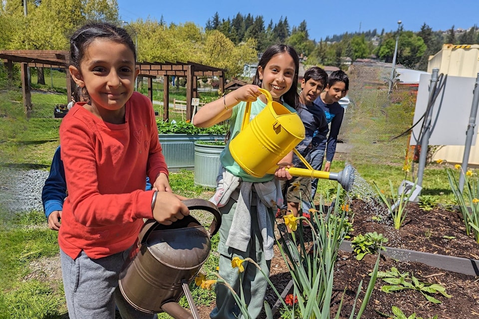 Students water plants. BC Agriculture in the Classroom Foundation is a non-profit that works with schools to bring agriculture and food education to students K-12. B.C. farmers donate food that can be used in the programs provided by BCAITC. (Photo by BCAITC)