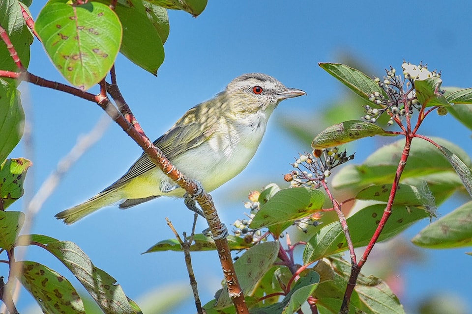 33489282_web1_230804-SAA-C-Nature-Watch-Woods-Vireo_1