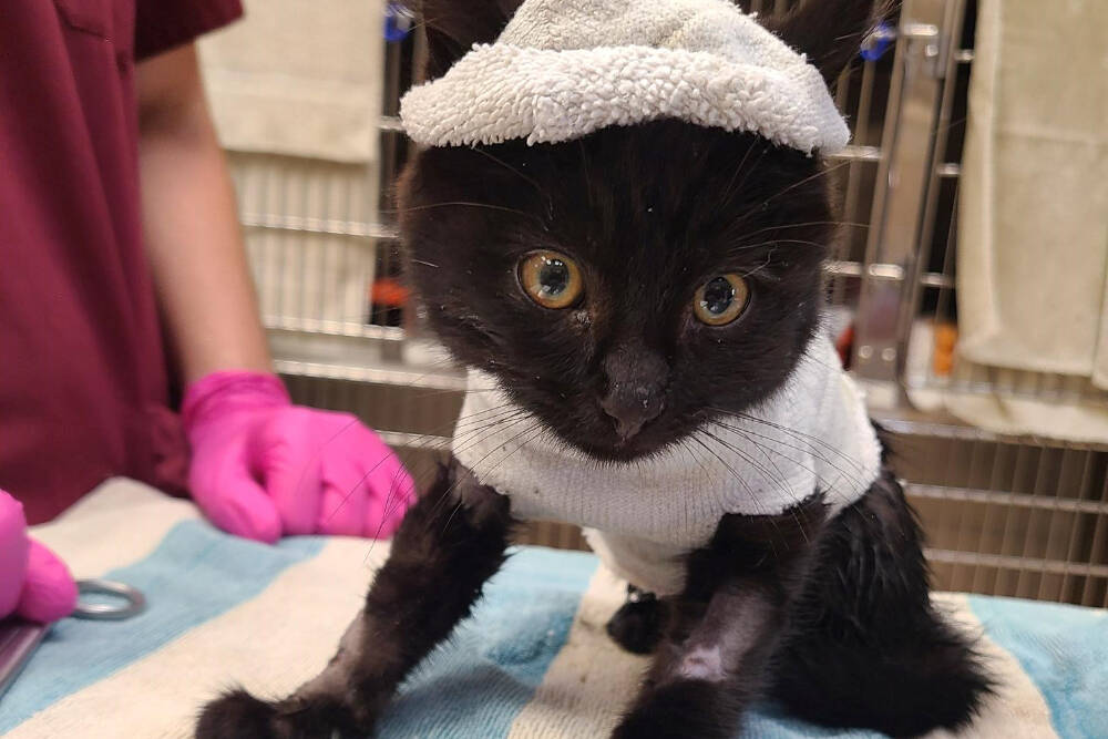 33592654_web1_230816-QCO-Tilly-rescued-injured-kitten-SPCA_2