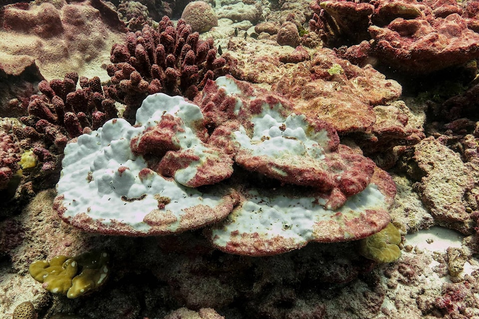 33660309_web1_230811-BPD-marine-heatwave-impacts-coral_3