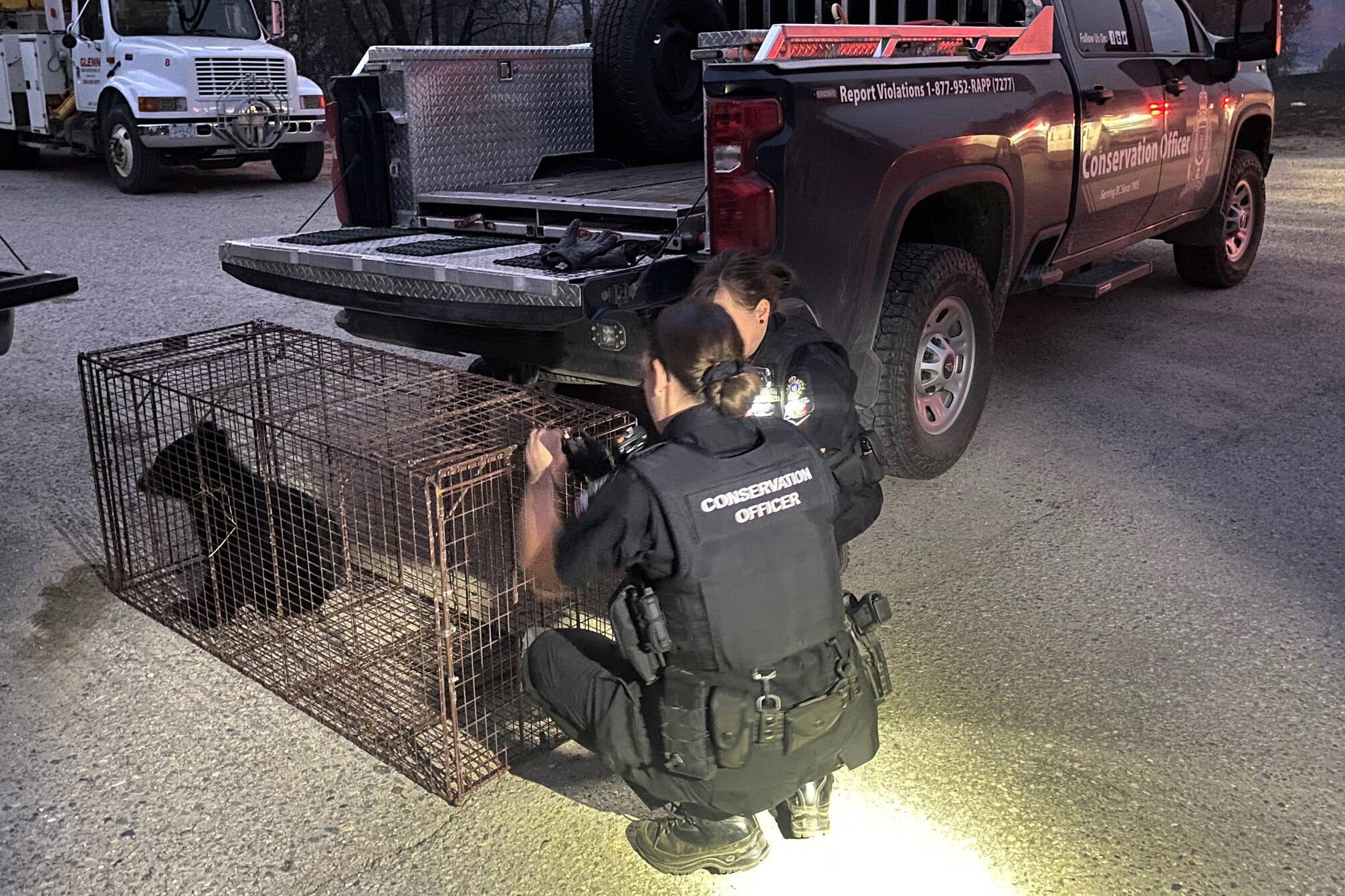 An orphaned black bear cub is recovering after being injured in wildfires in the Shuswap area. BC Conservation Officer Service said the bear was first spotted in the Skwlāx te Secwepemcúl̓ecw First Nation community near Chase. (BCCOS)