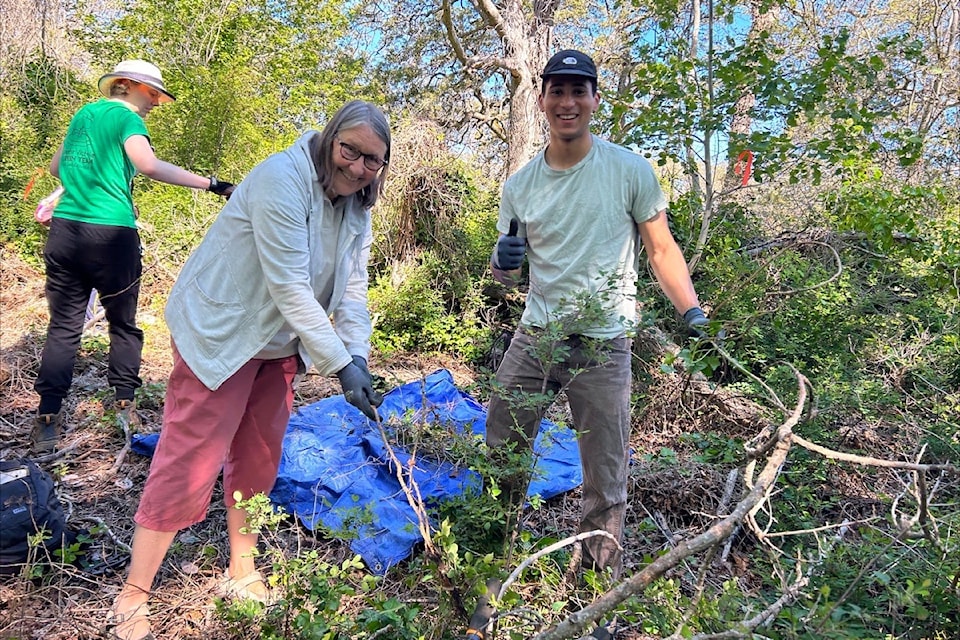 Community members remove 12 cubic metres of invasive English ivy and daphne from 115 square metres of Uplands Park in Oak Bay during a June 8, 2024 work party.