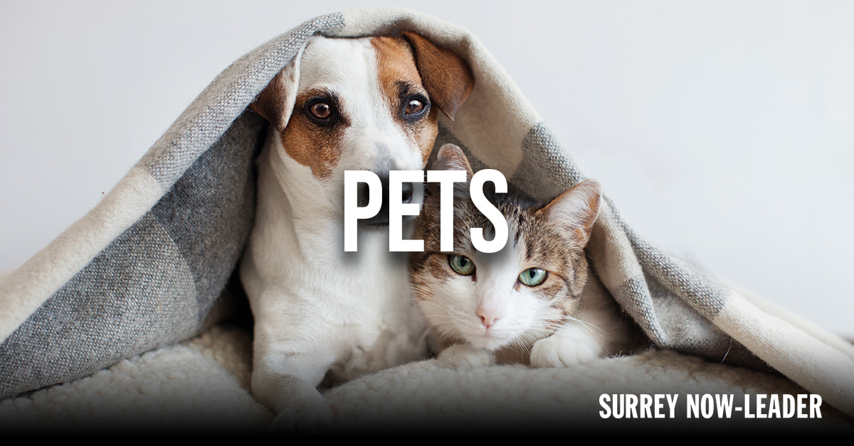 Pets