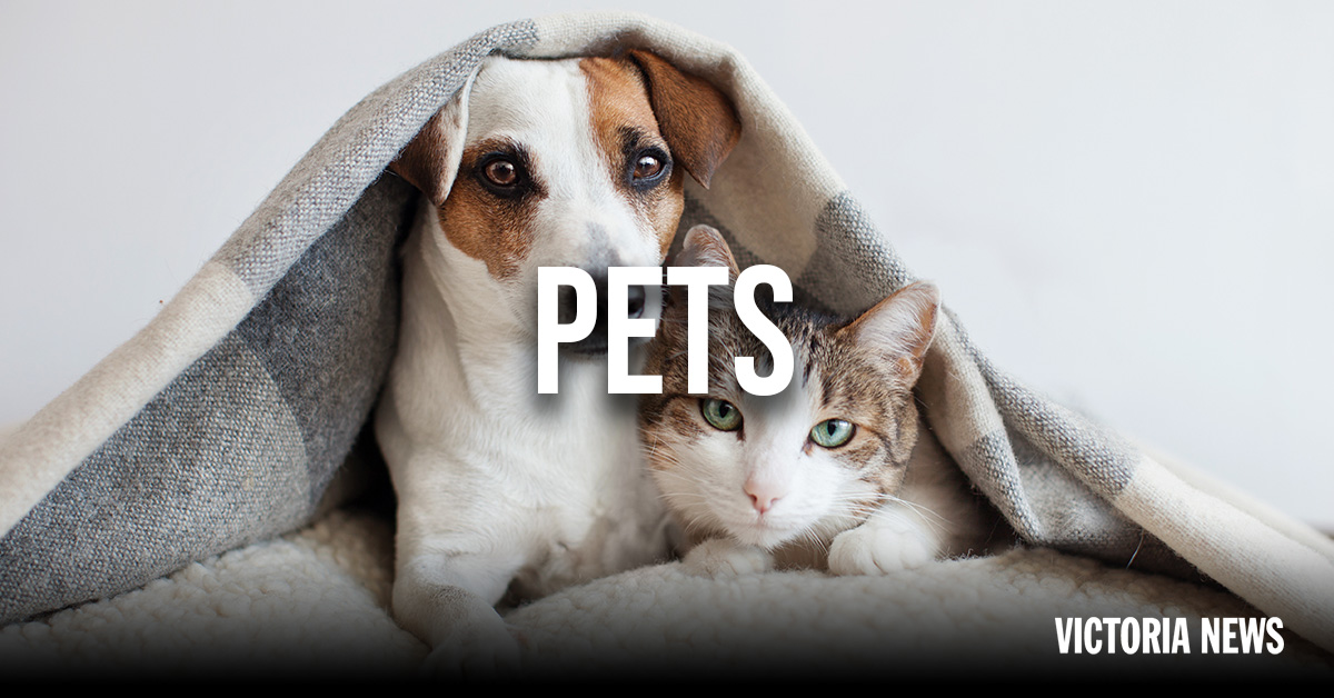 Pets