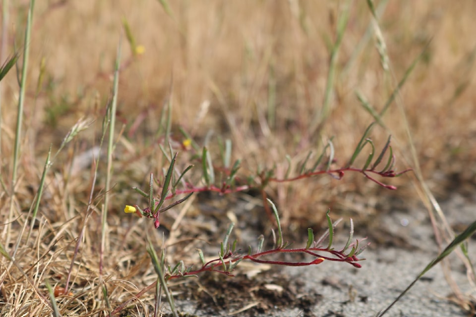 Contorted pod evening primrose at Witty's Beach, recently listed as a Canadian key biodiversity area.