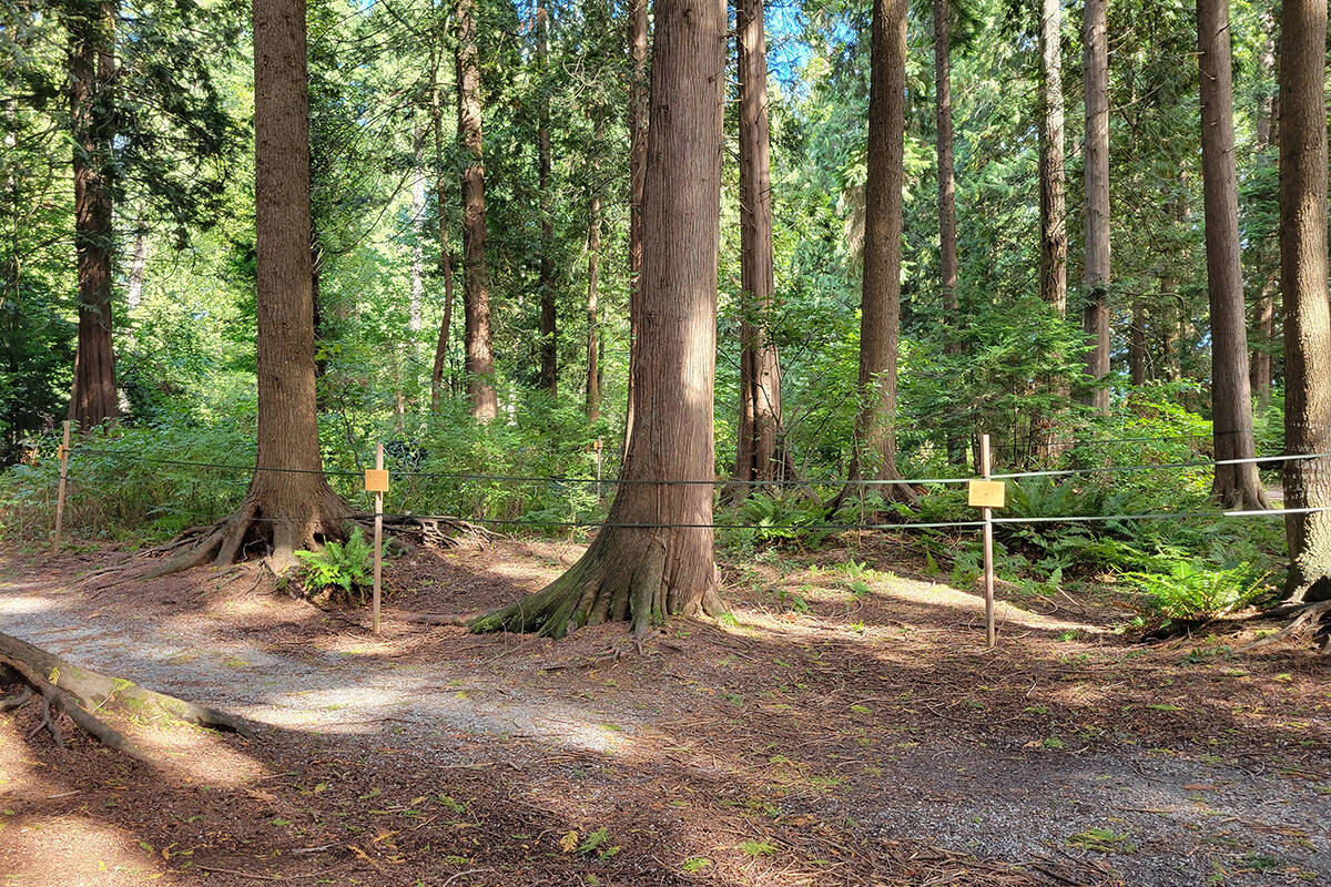 Pitt Meadows asking for public’s help in developing new Urban Forest