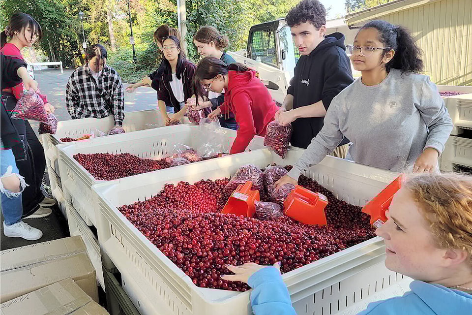 Volunteers packed donated cranberries in bags for a fundraising sale at last year’s Cranberry Festival in Fort 91ԭ. (91ԭ Advance Times files) 