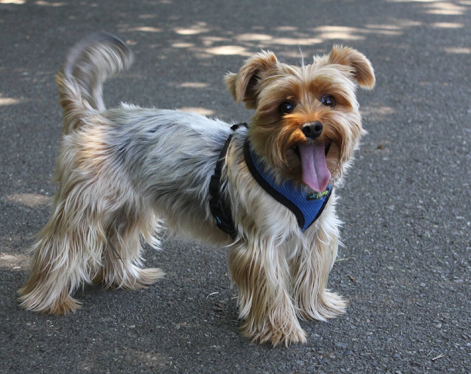 web1_230726-vne-pets-pupstreeter-streeterpups_8