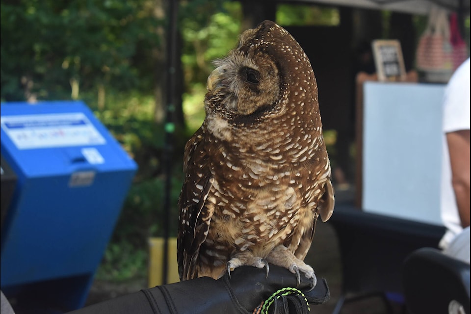 Small Eyes, an animal ambassador, is one of the Northern Spotted Owls that is part of the breeding program in Langley. As of July 25, three owls  two males and one female  are living in the wild in Fraser Canyon/Spuzzum First Nation territory. (Kemone Moodley/Hope Standard) 