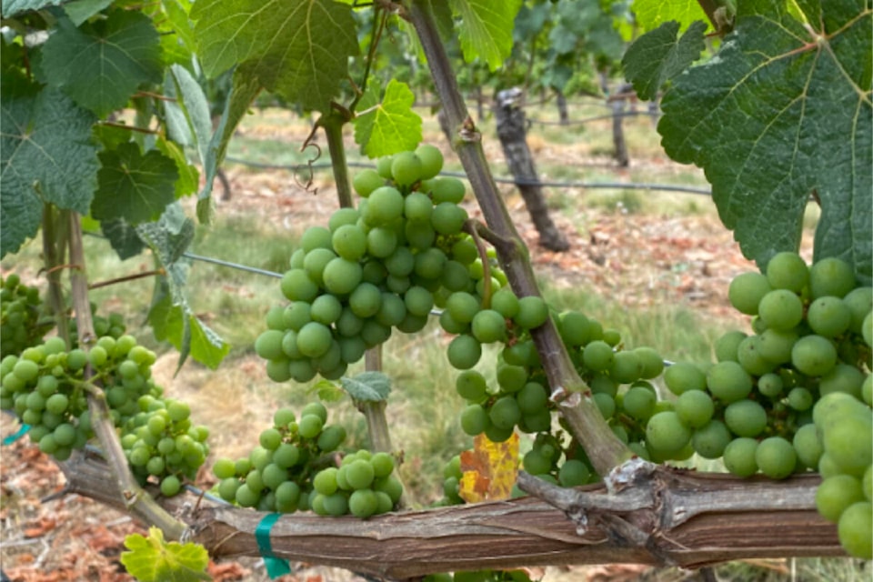 web1_230825-pnr-climate-change-sad-grapes-wine_1
