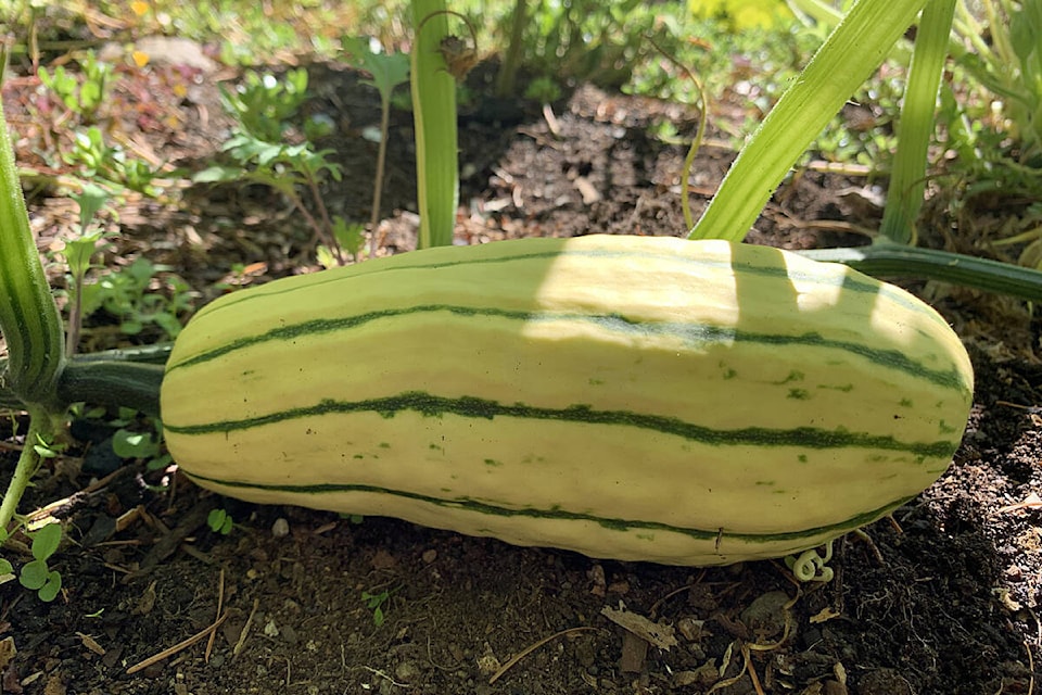 web1_230901-crm-gardening-squash-squash_1