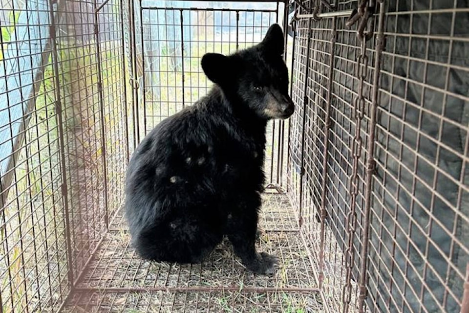 web1_230901-saa-orphaned-bear_1
