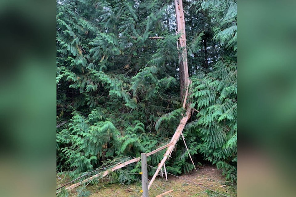web1_230906-pqn-tree-lightning_1