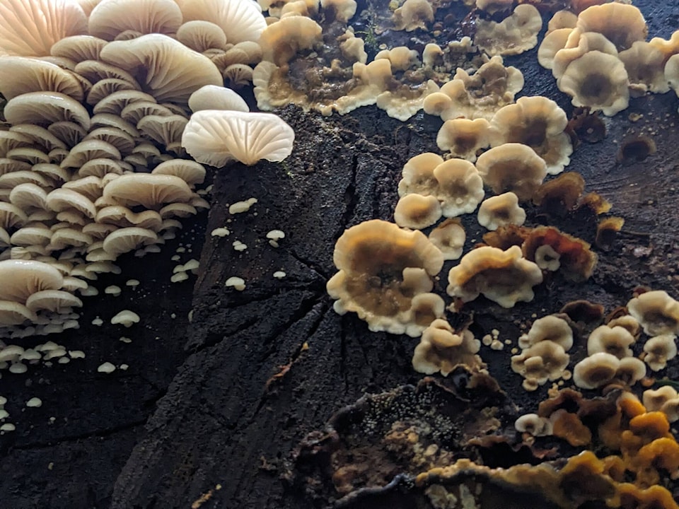 web1_230907-crm-mushroom-walk-fungi_1