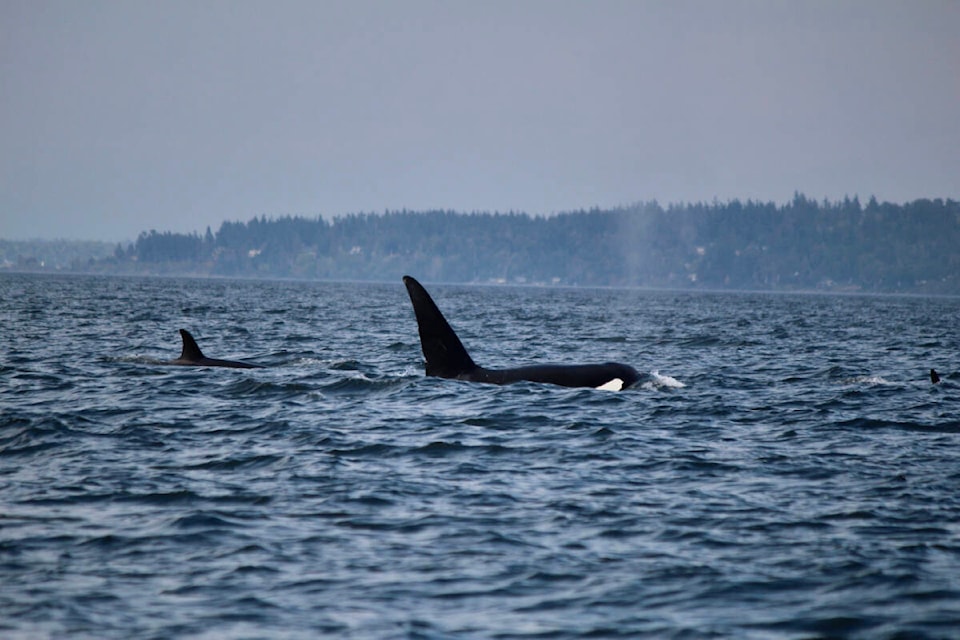 web1_230907-pan-whales-richards1_1