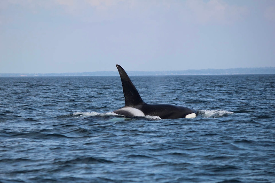 web1_230907-pan-whales-richards2_1