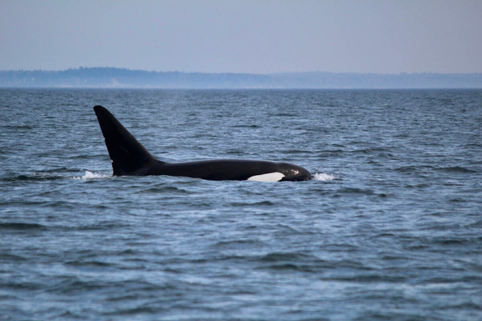 web1_230907-pan-whales-richards3_1