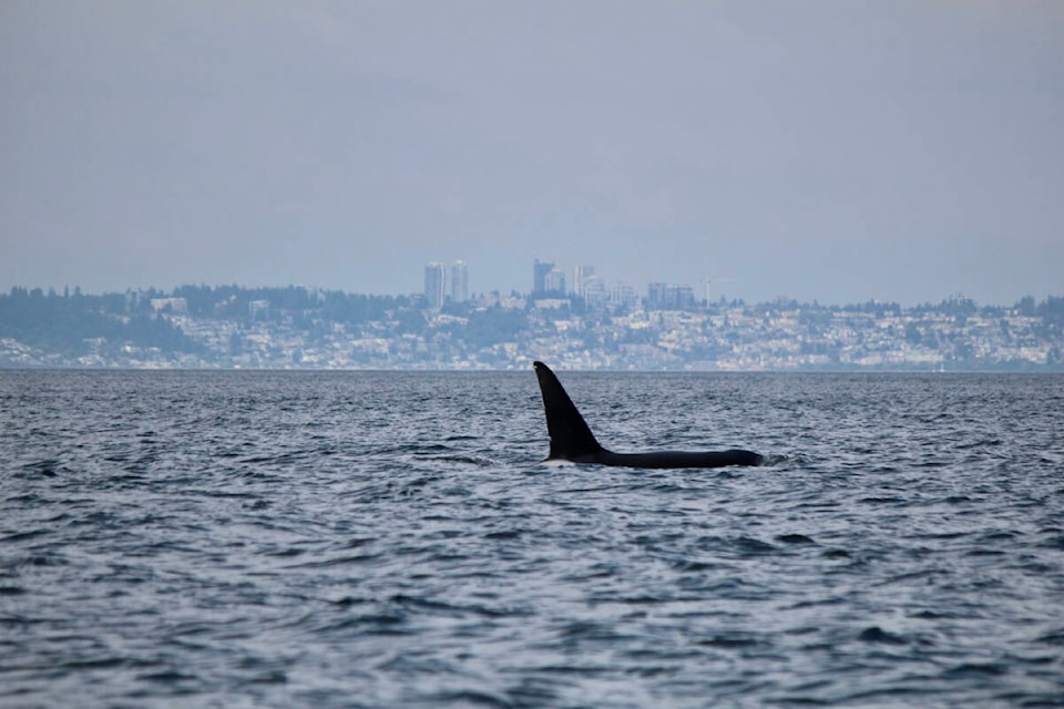 web1_230907-pan-whales-richards4_1