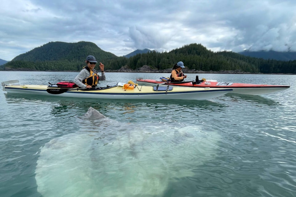 web1_230913-cpw-lji-bc-sunfish-molas-cit-mola_1