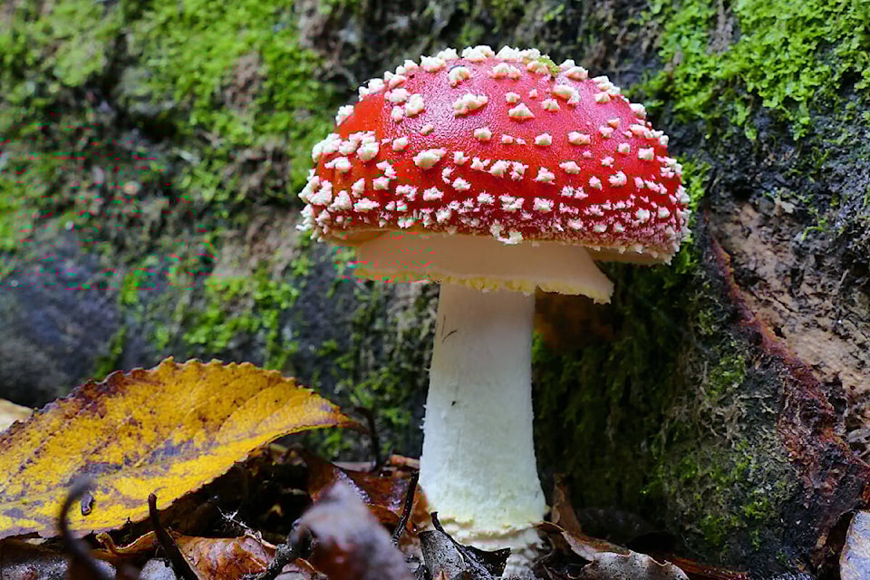 web1_230913-cvr-c-museummushroom-1_1