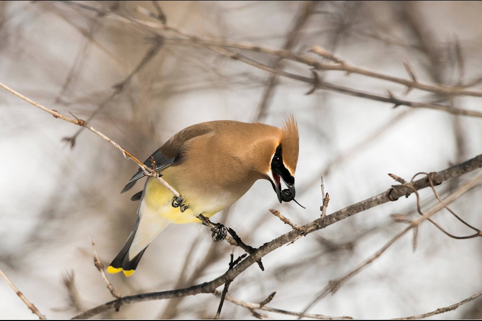 Cedar waxwing. (Submitted photo) 