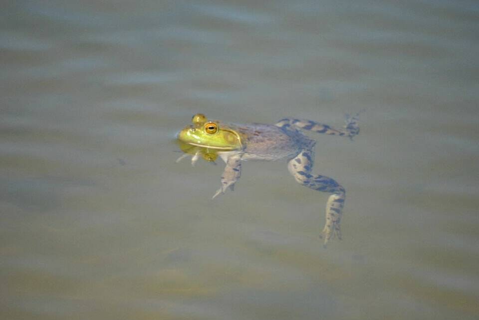 web1_230914-american-bullfrogs-north-cowichan-picture_1