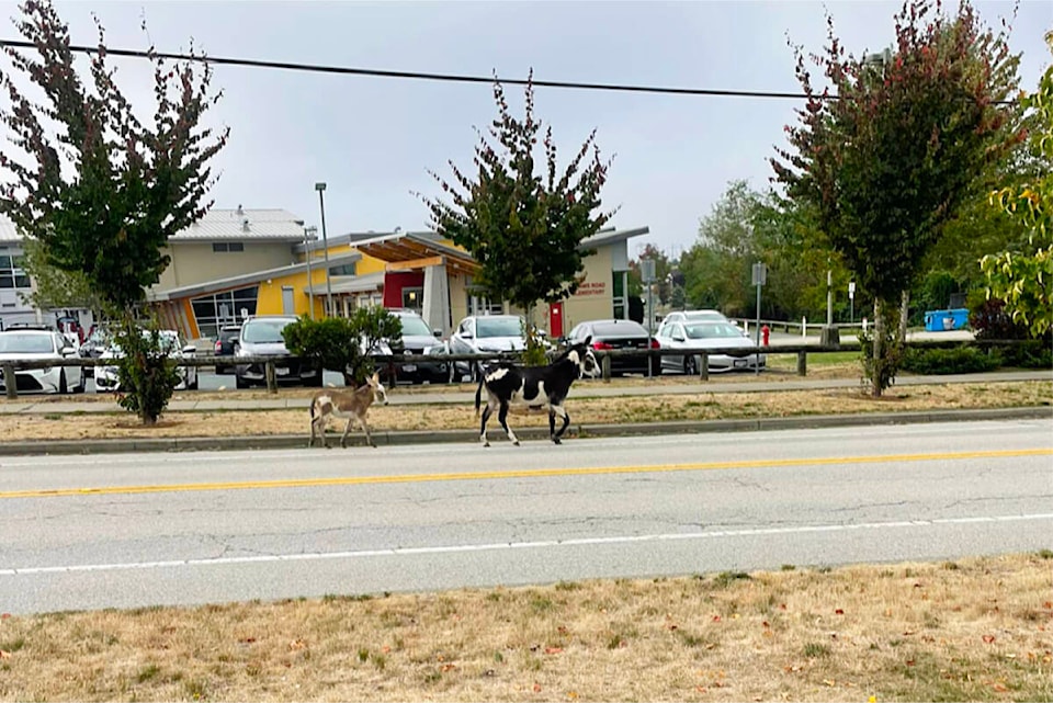web1_230914-clr-donkeysloose_1