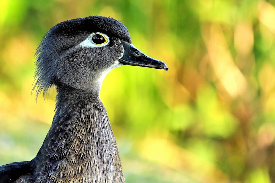 Bill McHugh has a photographic fascination with fowl, especially the birds hanging out in and around Brydon Lagoon in 91ԭ City. He shared just some of his images. He shares them online, as well, “to encourage people to enjoy or community assets,” he told the Advance Times. (Special to 91ԭ Advance Times) 
