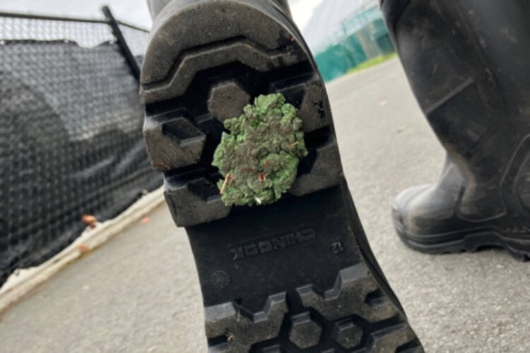 Particles of the artificial field at Oak Bay High are literally walking off the field and likely finding their way into the local watershed, says a group tackling restoration of the nearby Bowker Creek. (Courtesy Friends of Bowker Creek) 