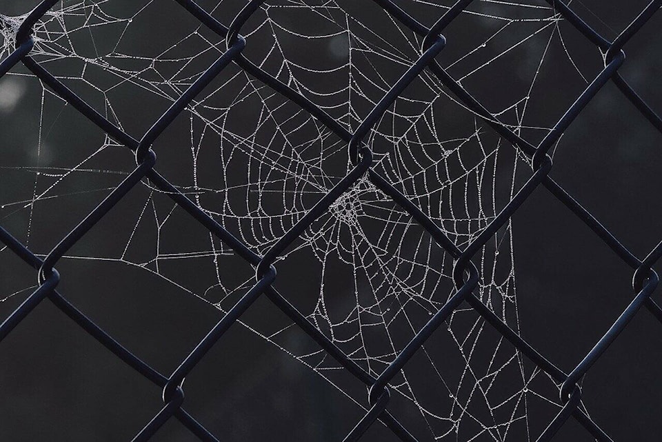 web1_230919-vne-royal-museum-collection-spiders-push-web_1