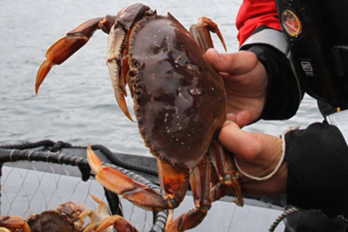 Landmark prohibition imposed after B.C. men caught crab fishing in US  waters - Ladysmith Chemainus Chronicle