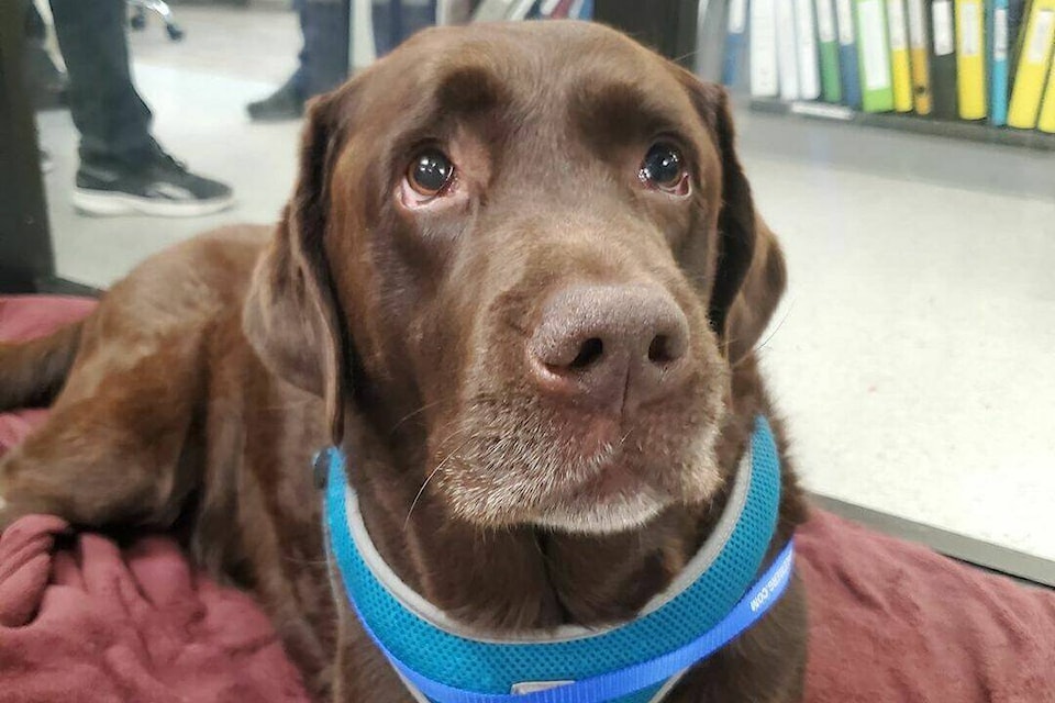 Charlie the chocolate Labrador retriever is recovering after somehow coming into contact with fentanyl while on a walk in South Surrey on Friday (Sept. 8) evening, according to his guardian, who wants to raise awareness about the dangers of the drug. (Contributed photo) 