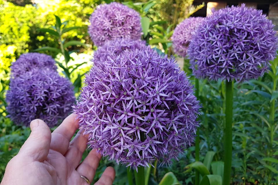 Allium globemaster (Pam Erikson/Special to 91ԭ Advance Times) 