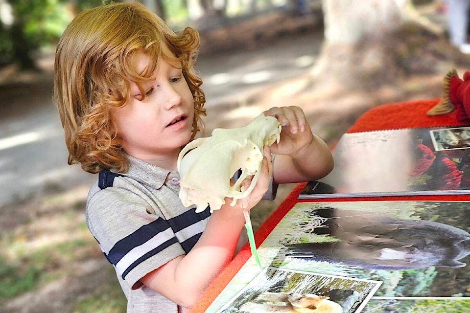 Jamie Norris, 6, from Aldergrove had a close-up look at a coyote skull at the annual Langley Rivers Day Event on Sunday, Sept. 24, hosted by Langley Environmental Partners Society (LEPS).(Dan Ferguson/Langley Advance Times) 