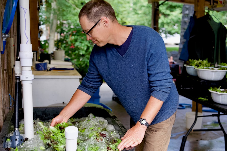 Paul Neufeld washes mixed greens for sale at Kingfisher Farm Market in South Surrey. (Geoffrey Yue photo) 
