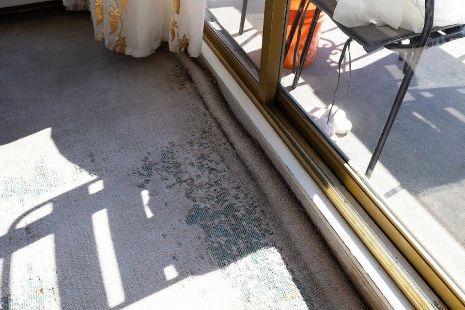 The carpet in the Okhana’s apartment in Shannon Gardens on September 21, 2023. (Photo: Anna Burns) 