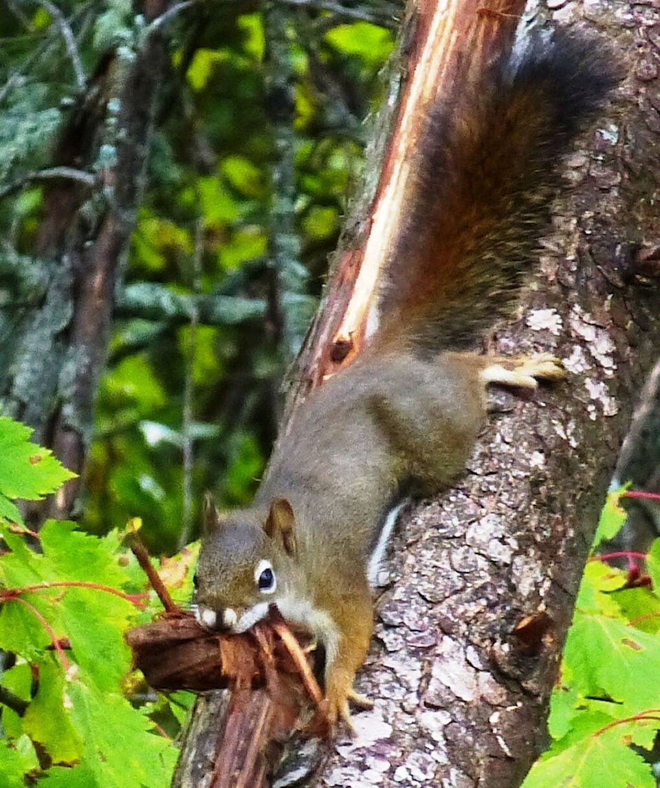 web1_230928-vms-nature-nut-squirrel_2
