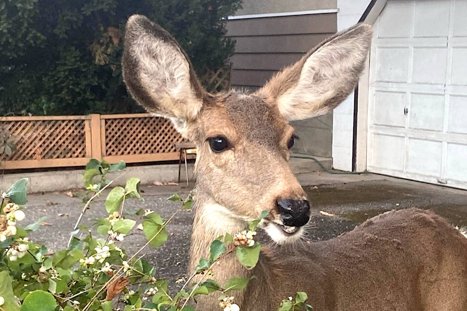 web1_230928-vms-wildlife-deer_1