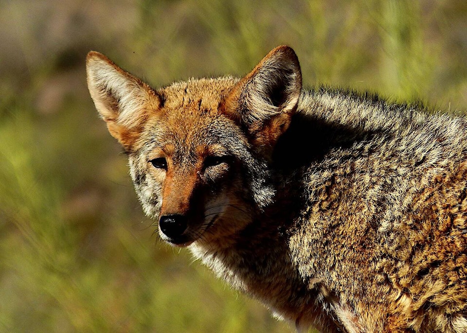 web1_30922-mcr-coyote-killed-_1