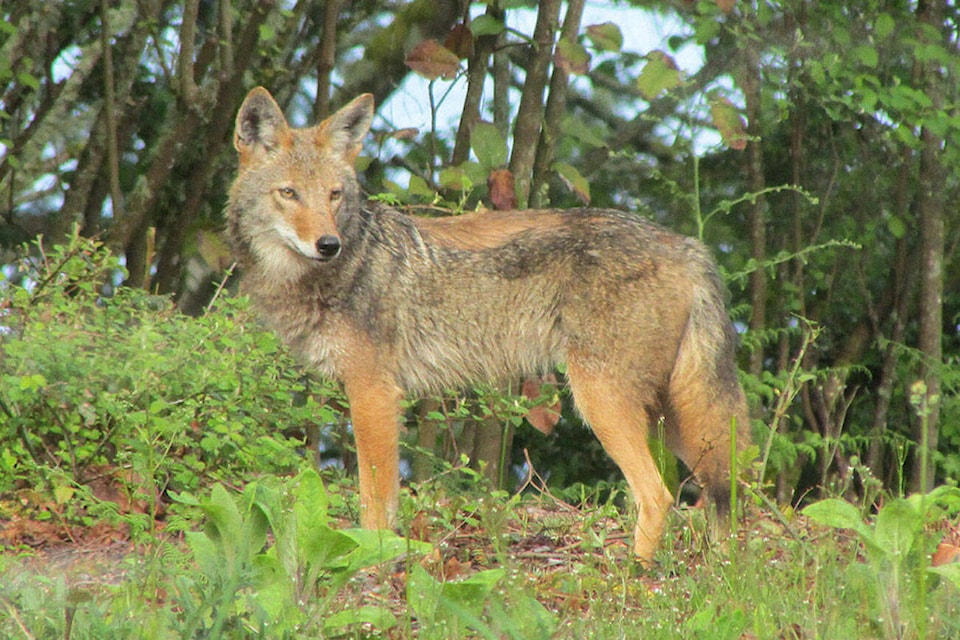 web1_coyotes-on-vsh-vib-211216-coyotes_1
