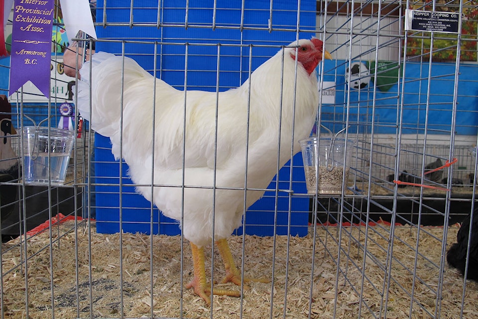 web1_170925-vms-a-birds2web