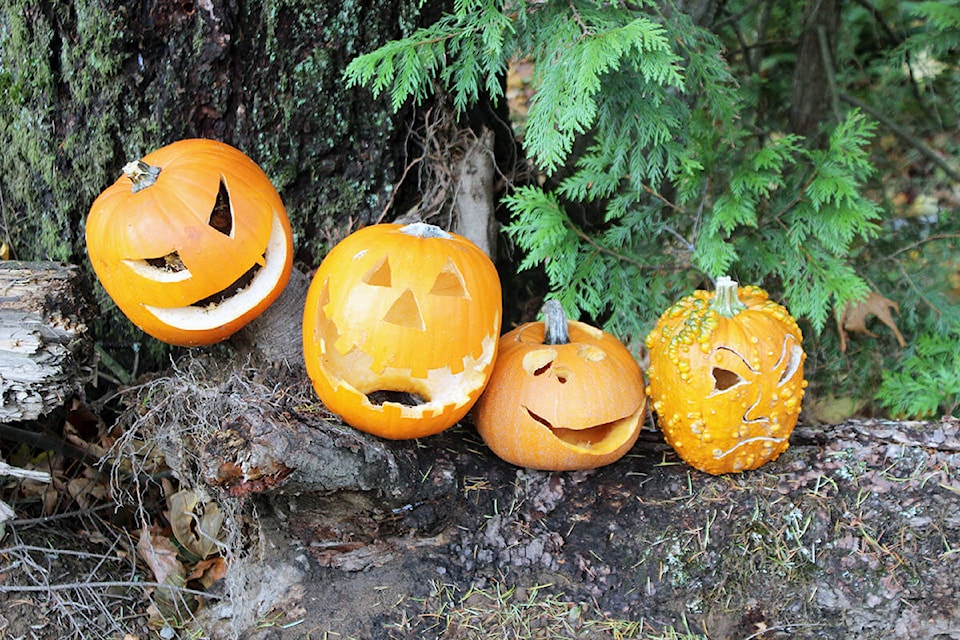 web1_201112-chc-pumpkins-rotting-out_5
